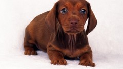 Animals Puppies Dogs white background dachshund