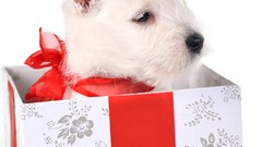 Animals Puppies Dogs white background Gifts