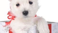 Animals Puppies Dogs white background Ribbons Christmas gifts