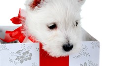 Animals Puppies Dogs white background Ribbons Christmas gifts