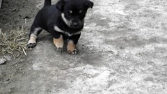 Animals Puppies Dogs young