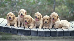 Animals Puppies golden retriever