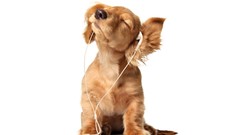 Animals Puppies headphones Dogs white background Simple 