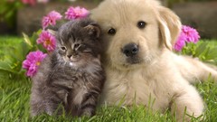 Animals Puppies Kittens