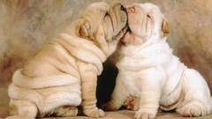 Animals Puppies shar pei sharpei