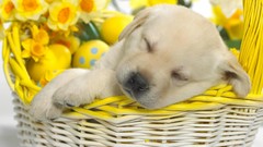 Animals Puppies sleeping baskets yellow flowers