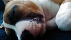 Animals Puppies sleeping dogs my dog