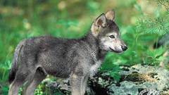Animals Puppies Wolves