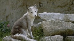 Animals Puppies Wolves