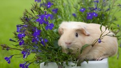 Animals purple flowers guinea pigs potted plant