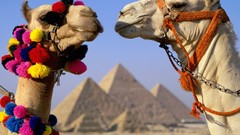 Animals pyramids Egypt Camels