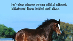 Animals Quotes Horses george
