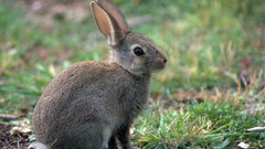 Animals rabbits
