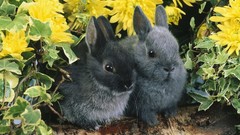 Animals rabbits