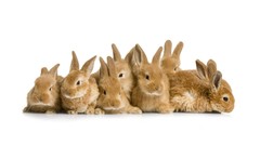 Animals rabbits