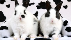 Animals rabbits