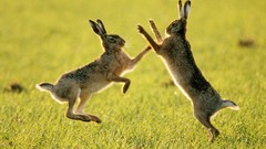 Animals rabbits