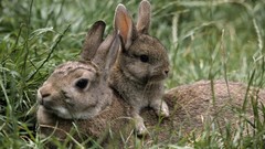 Animals rabbits