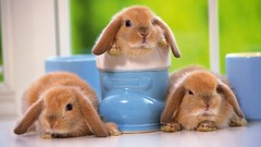 Animals rabbits