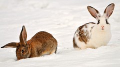 Animals rabbits Bunnies