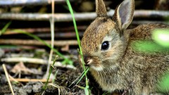 Animals rabbits Bunnies