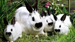 Animals rabbits Bunnies