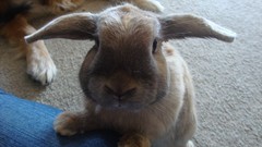 Animals rabbits Bunnies