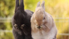 Animals rabbits bunny ears Mammals