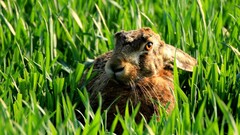 Animals rabbits bunny ears Mammals outdoors grass