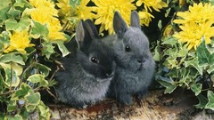 Animals rabbits dwarfs