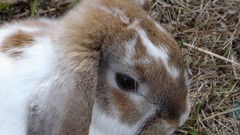 Animals rabbits lagomorph