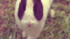 Animals rabbits monochrome