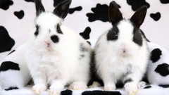 Animals rabbits monochrome Spotted