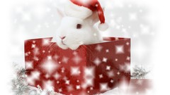 Animals rabbits sparkles christmas hat Christmas gifts 