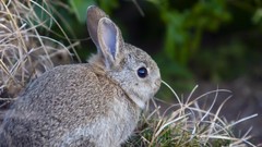 Animals rabbits wildlife