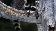 Animals raccoons