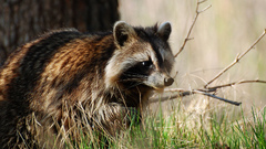 Animals raccoons
