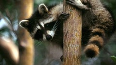 Animals raccoons