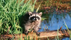 Animals raccoons