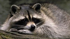 Animals raccoons