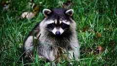 Animals raccoons