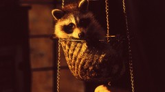 Animals raccoons