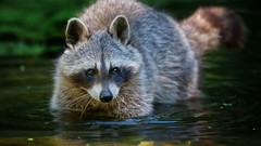 Animals raccoons