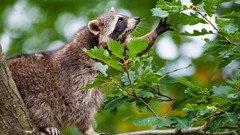 Animals raccoons