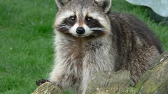 Animals raccoons