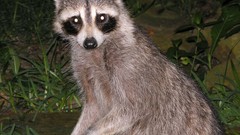 Animals raccoons