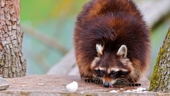 Animals raccoons