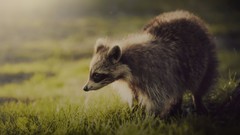 Animals raccoons