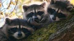 Animals raccoons