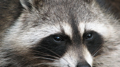 Animals raccoons animal